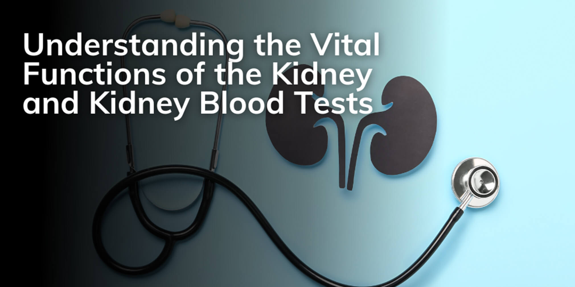 7 functions of the kidney