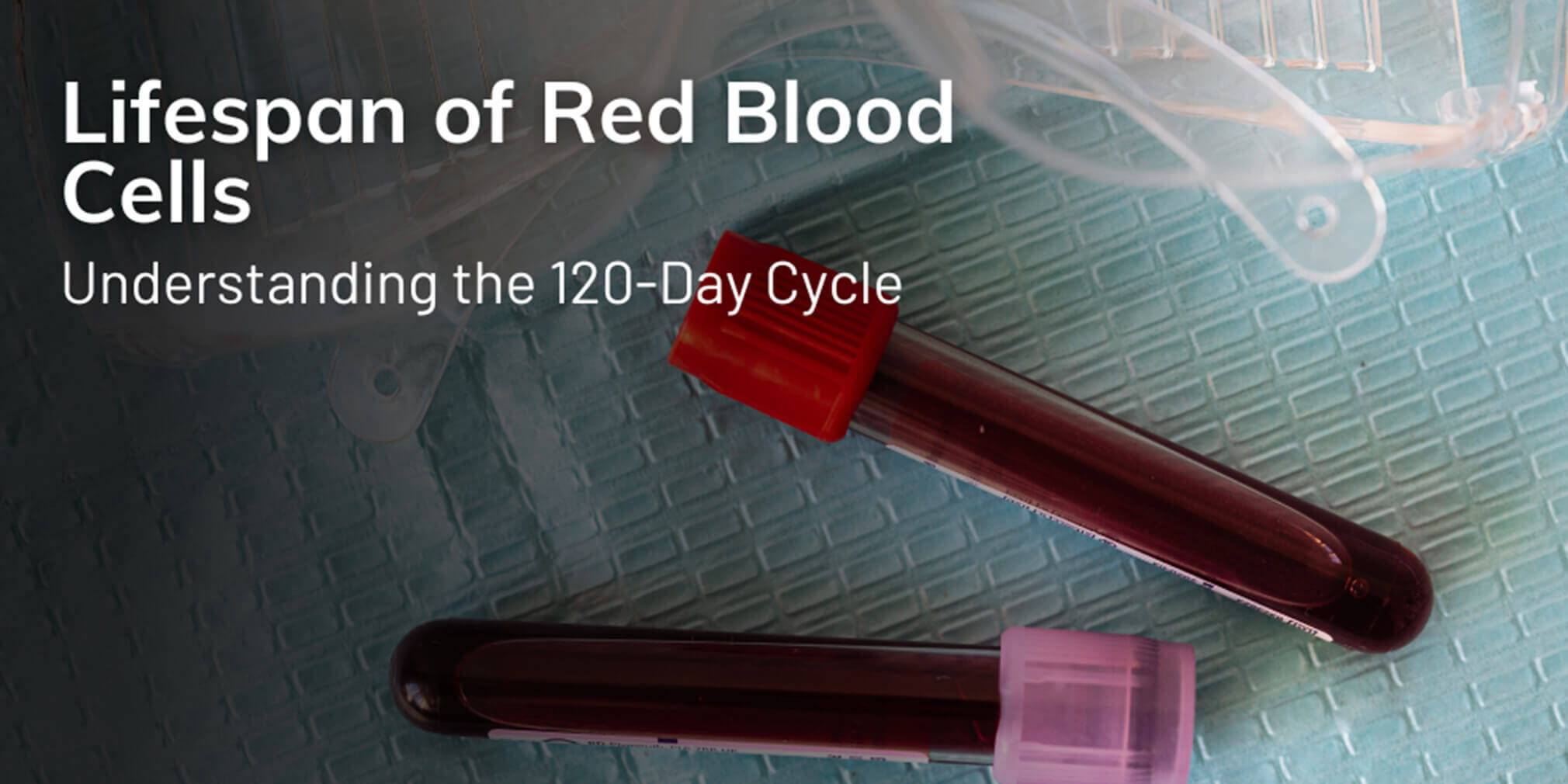 lifespan of red blood cells